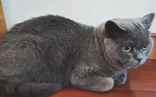 猫乳头变红怎么回事，是怀孕了吗
