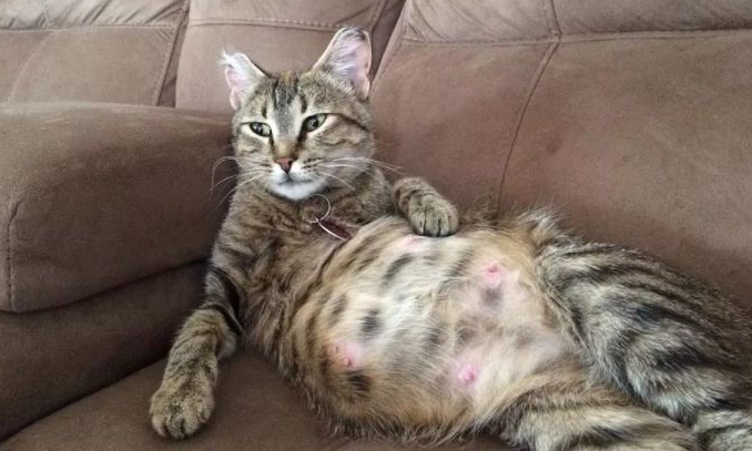 区分母猫假孕的方法，你还不知道吗？