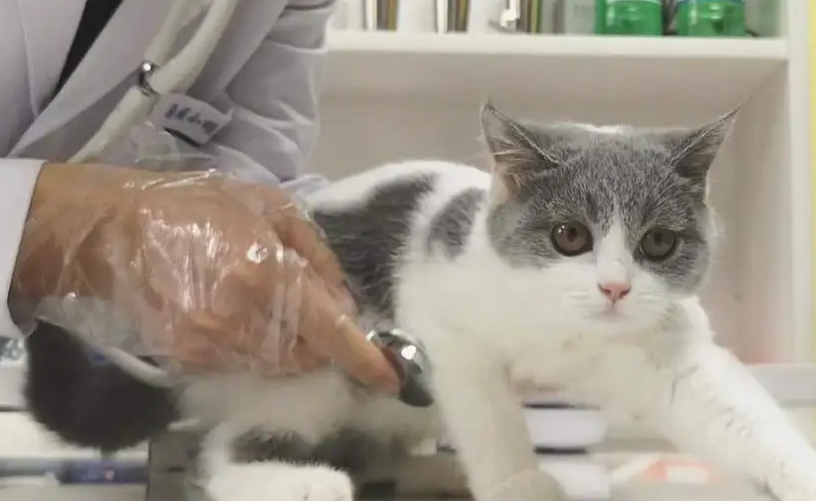 区分母猫假孕的方法，你还不知道吗？