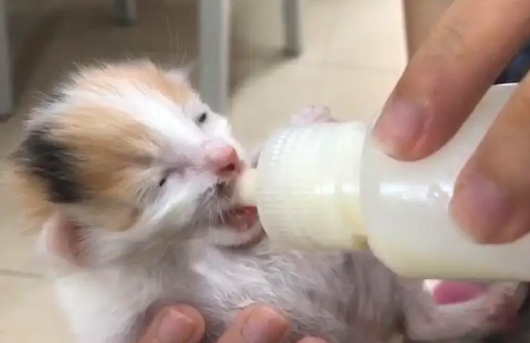 怎样喂刚出生的小猫喝奶？看完你就理解了！
