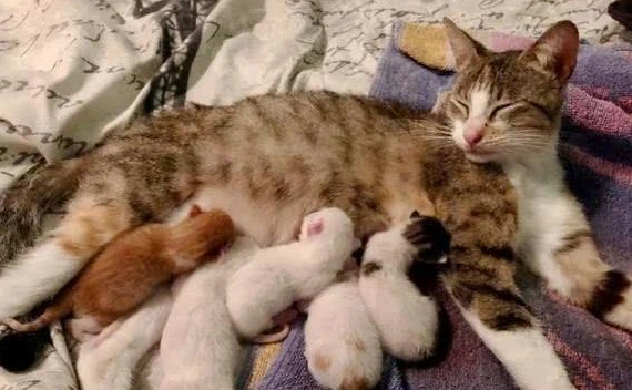 怎样喂刚出生的小猫喝奶？看完你就理解了！