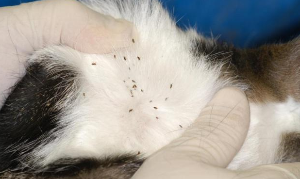 一个月的猫有跳蚤怎么办？试试这个方法