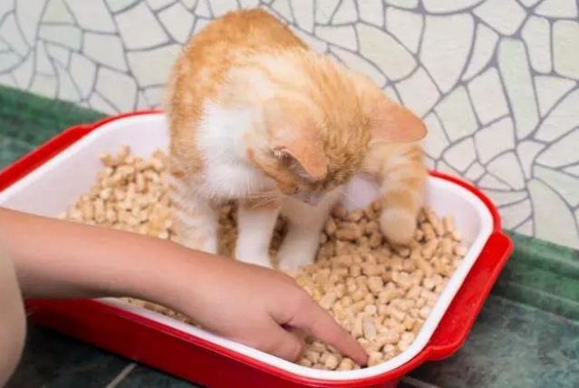 铲屎的时分猫一向在旁边？其实是这几个原因