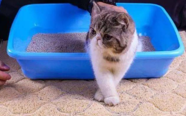 铲屎的时分猫一向在旁边？其实是这几个原因