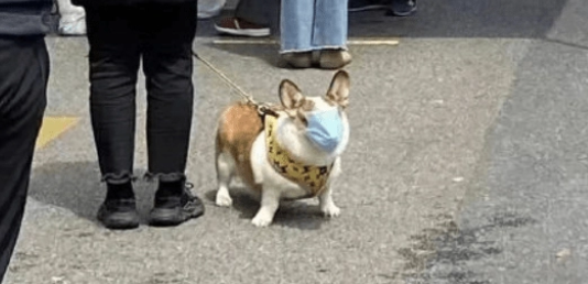 宠物会感染奥密克戎吗？来看看