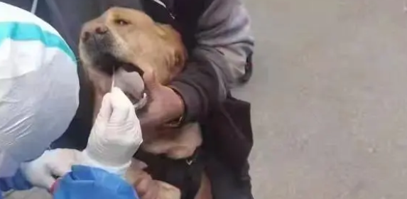 宠物会感染奥密克戎吗？来看看