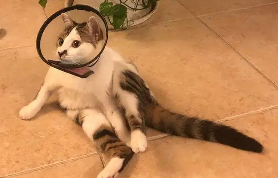 你们说，怎样判别母猫现已绝育了？