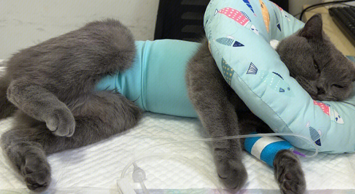 你们说，怎样判别母猫现已绝育了？