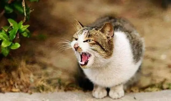 两只猫彼此嚎叫是干嘛？这里有答案！