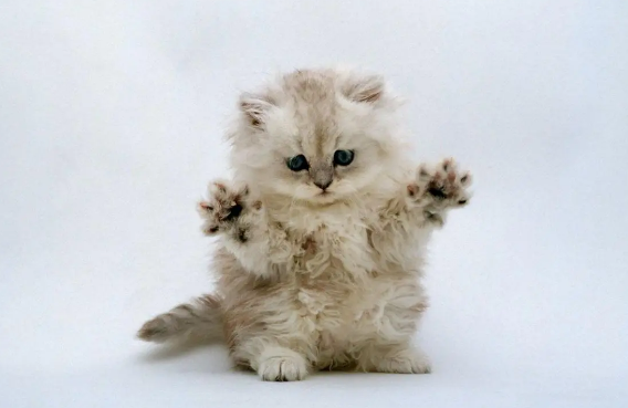 新式冠状病毒对猫狗有影响吗？这篇文章有答案！