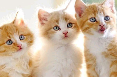 新式冠状病毒对猫狗有影响吗？这篇文章有答案！