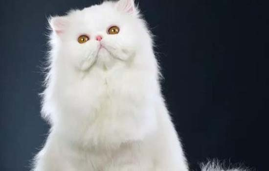 猫可不能够去酒吧，猎奇的来看看吧 