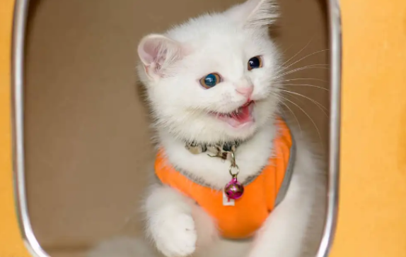 猫可不能够去酒吧，猎奇的来看看吧 