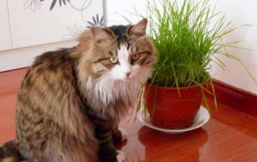 为什么猫不吃猫草？此文帮你解惑