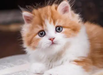 一文详解：怎样教一个月的小猫用猫砂