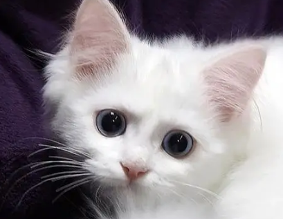 一文详解：怎样教一个月的小猫用猫砂