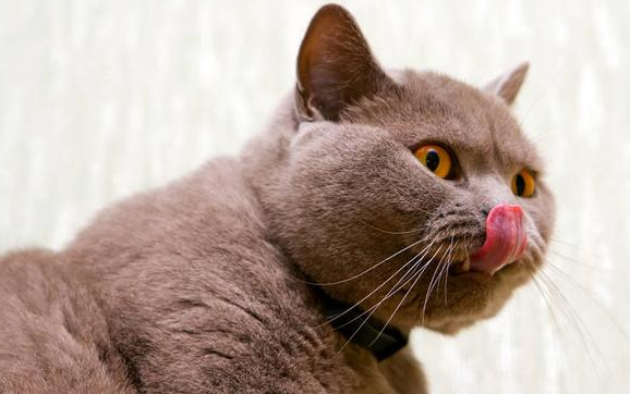 为什么一摸猫就流口水？宠主能够了解一下