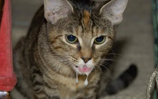 为什么一摸猫就流口水？宠主能够了解一下