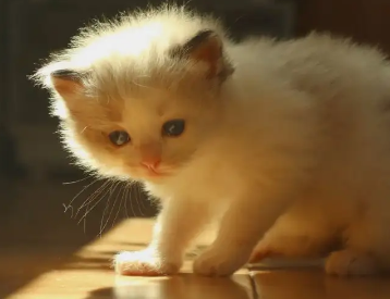 刚出生小猫公母怎样区别，办法很简单