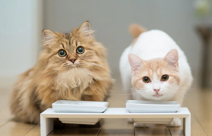 快来看看，母猫一向不做绝育会怎么样？