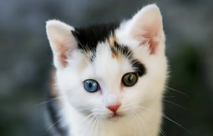 快来看看，母猫一向不做绝育会怎么样？