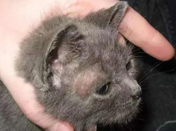 猫藓长毛便是好了吗？来看看吧