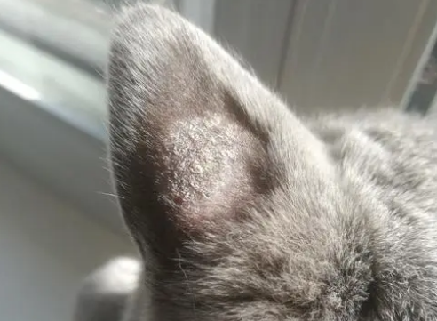 猫藓长毛便是好了吗？来看看吧