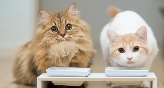 猫咪能活多少年？铲屎官要来看一下