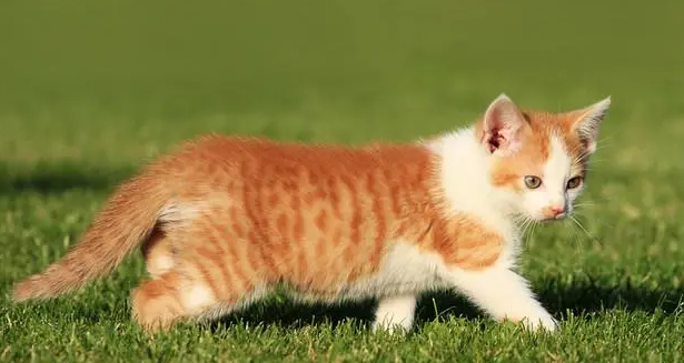 猫咪能活多少年？铲屎官要来看一下