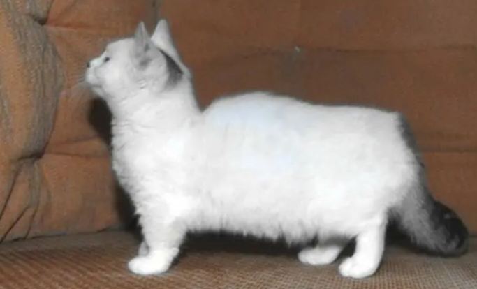 腊肠猫多少钱？想养的来看看吧