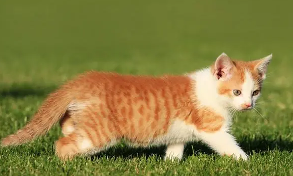 猫咪一般多久开端发情？主人要了解