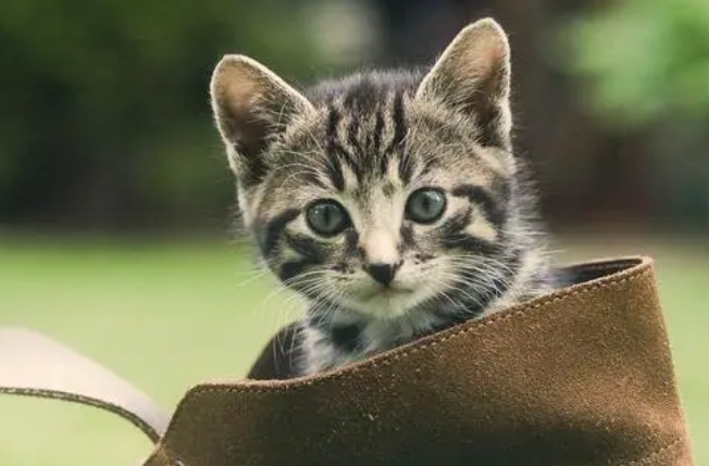 猫咪一般多久开端发情？主人要了解