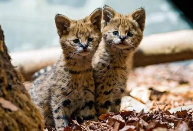 薮猫在我国养犯法吗？有必要了解的常识