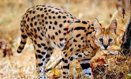 薮猫在我国养犯法吗？有必要了解的常识