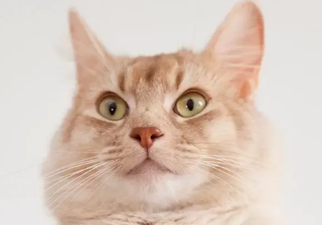 公猫一岁半绝育有用么？快来看看这篇文章！