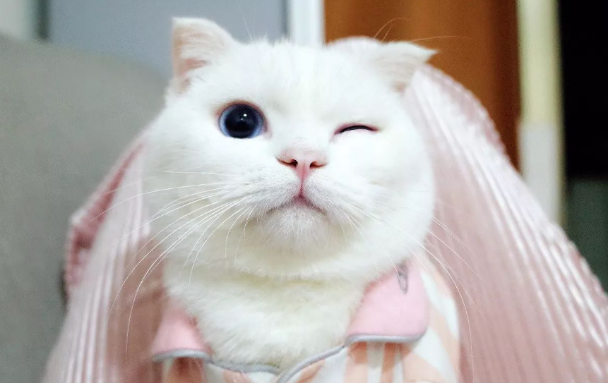 小猫一只眼睛一向眨，仍是要注意的~