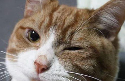 小猫一只眼睛一向眨，仍是要注意的~