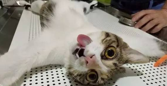 一起来看看猫绝育了还乱尿的原因