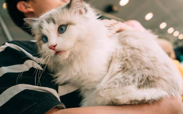 引起母猫脾气忽然变得浮躁不让碰的原因