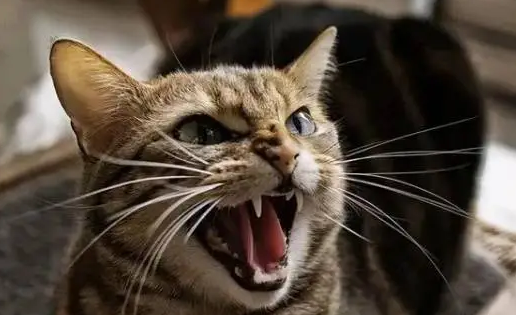 引起母猫脾气忽然变得浮躁不让碰的原因