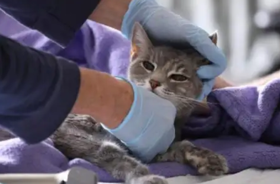 快来瞧瞧，新冠阳性患者的猫怎样处理吧！