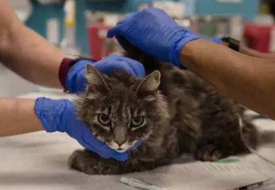 快来瞧瞧，新冠阳性患者的猫怎样处理吧！