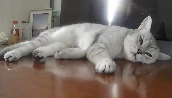 正常猫睡觉呼吸肚子会动吗？不了解的能够看这儿