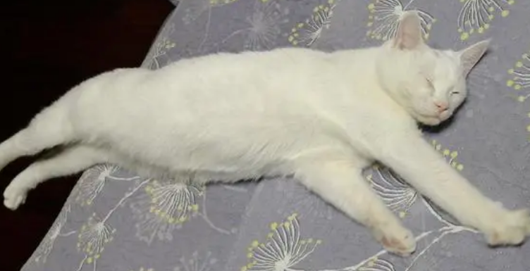 猫怎么排腹水？来看一看吧