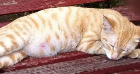 猫怎么排腹水？来看一看吧