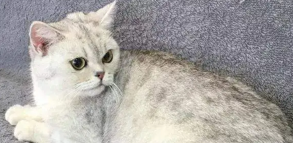 银渐层四个月为难期是什么意思？铲屎官们知道吗？