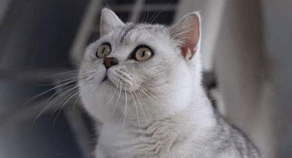 银渐层四个月为难期是什么意思？铲屎官们知道吗？