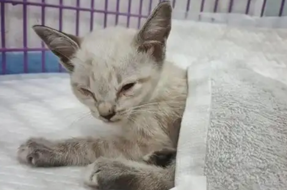 每日一问：猫冠状病毒应该怎样医治？