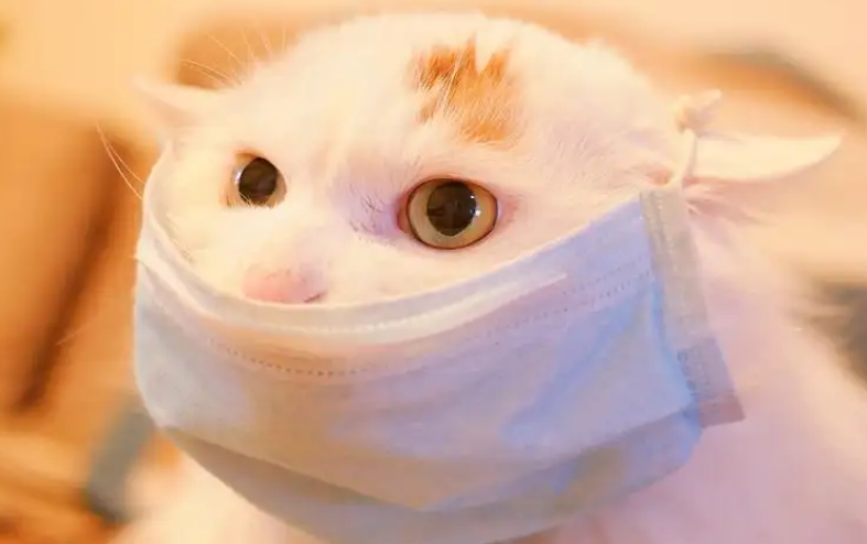 养猫须知：猫会感染新式冠状病毒肺炎吗？