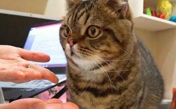 养猫须知：猫会感染新式冠状病毒肺炎吗？